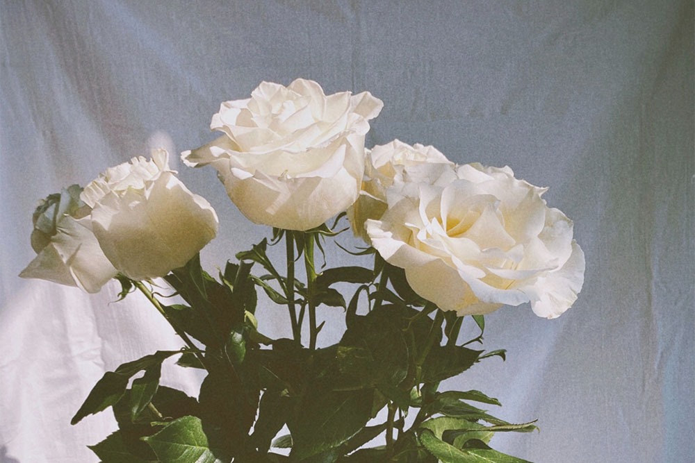 Сортове рози за букети - Грандифлора